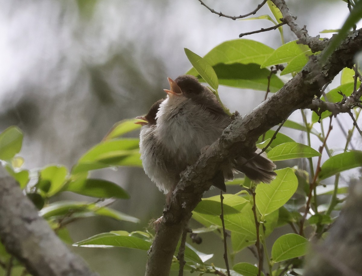 Superb Fairywren - ML643779716