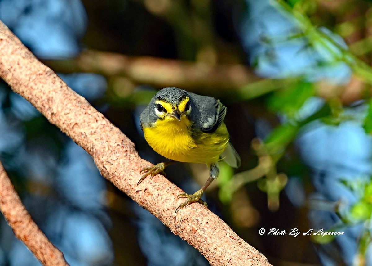 Adelaide's Warbler - ML643779721