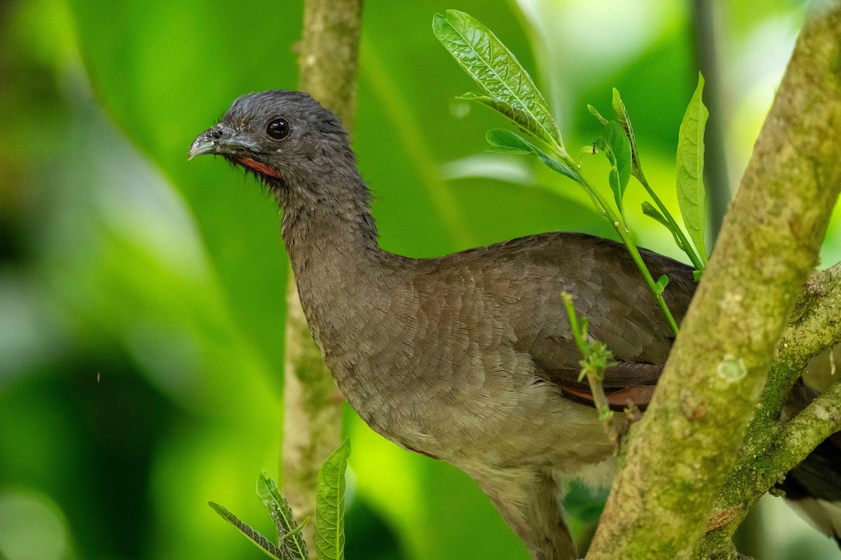 Gray-headed Chachalaca - ML643779724