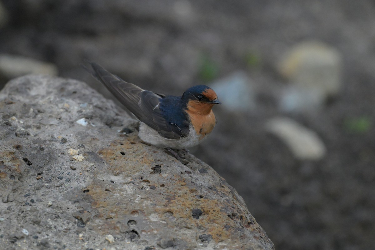 Welcome Swallow - ML643779726