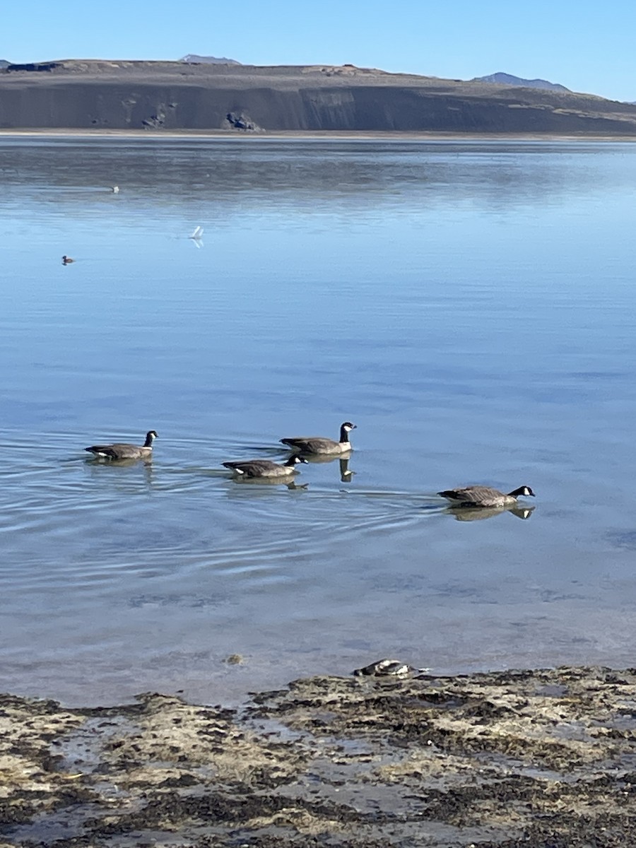 Cackling Goose - ML643779727