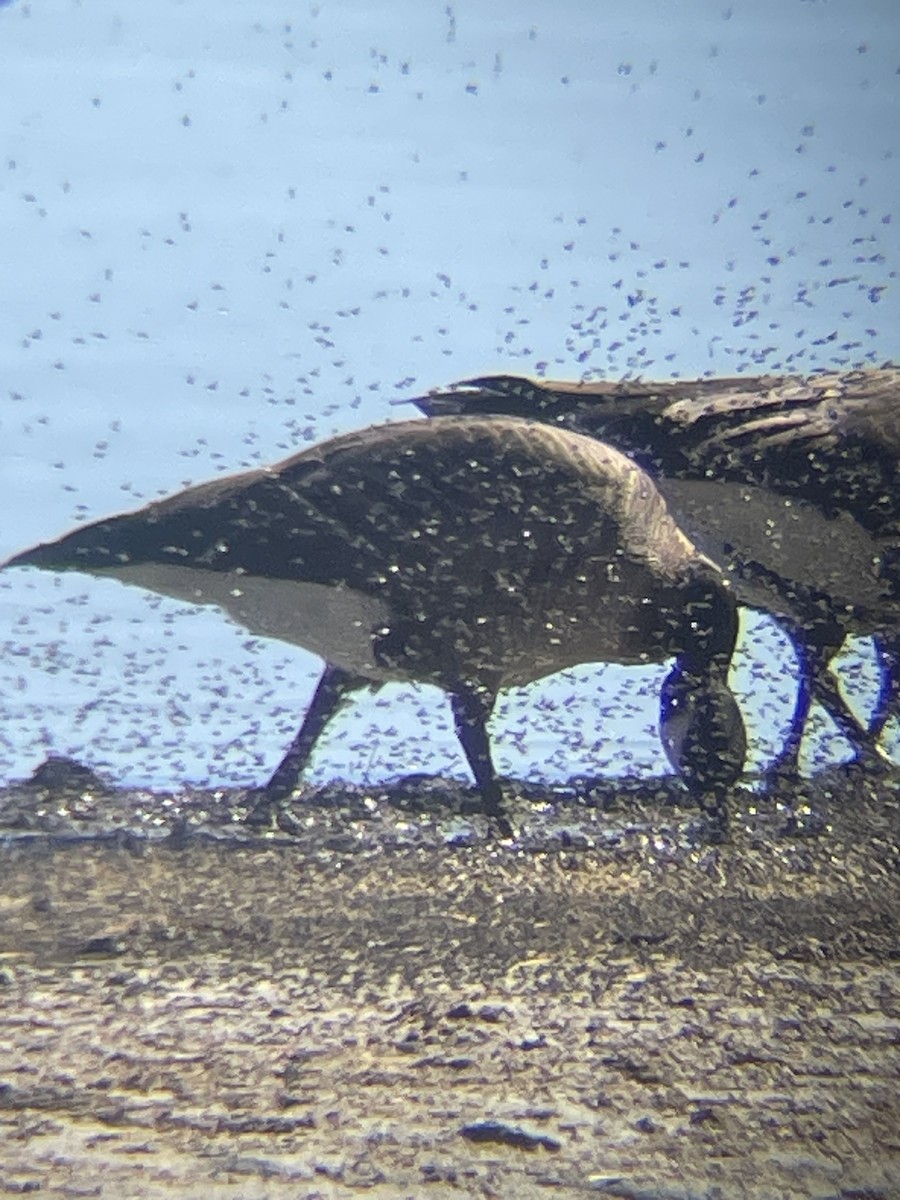 Cackling Goose - ML643779728