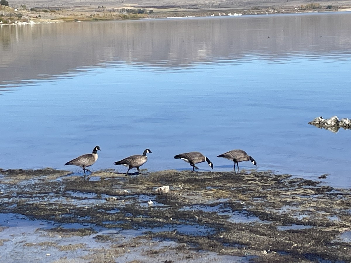 Cackling Goose - ML643779729