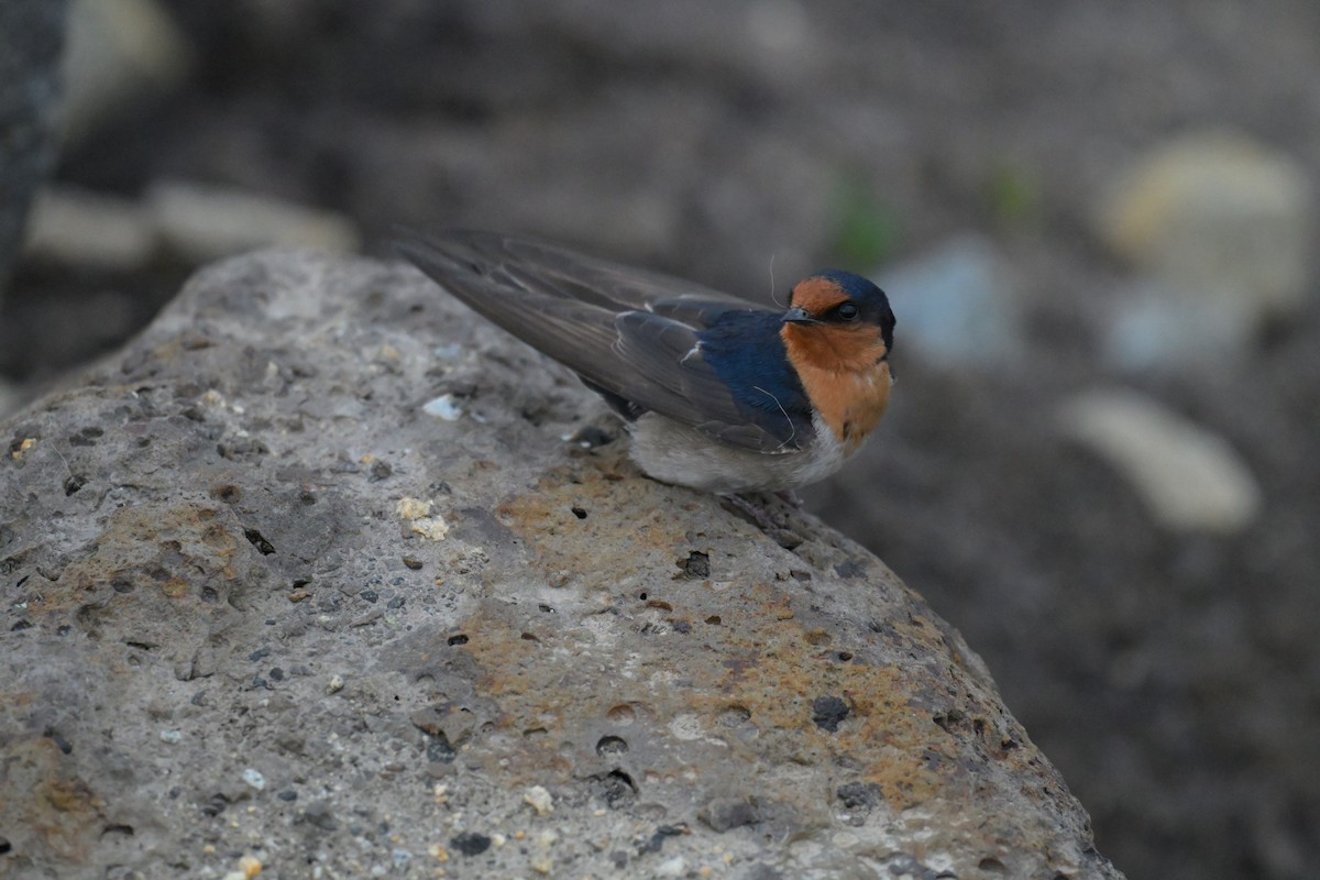 Welcome Swallow - ML643779730