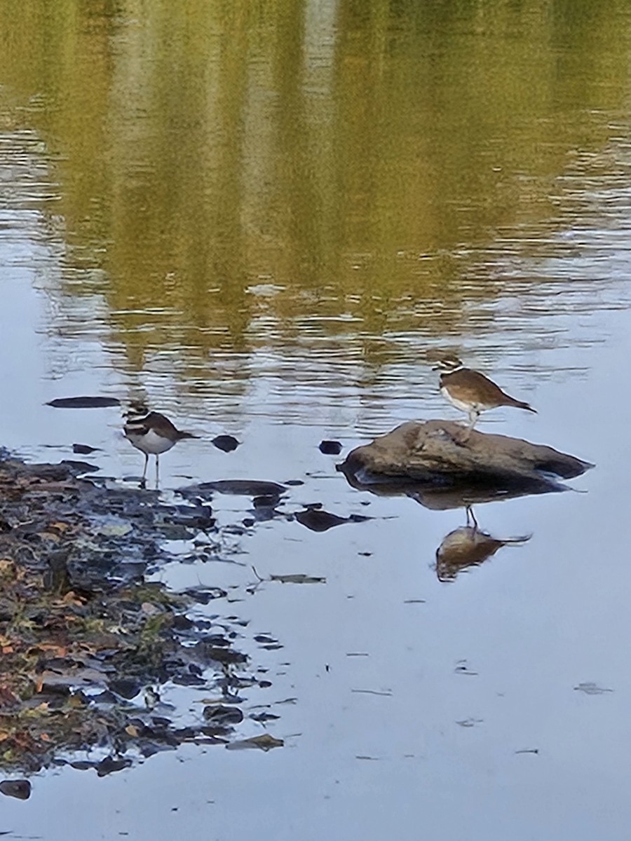 Killdeer - ML643779736