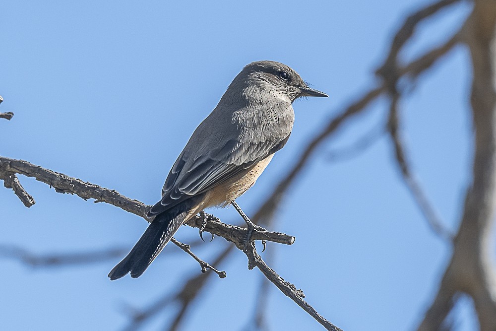 Vermilion Flycatcher - ML643779737