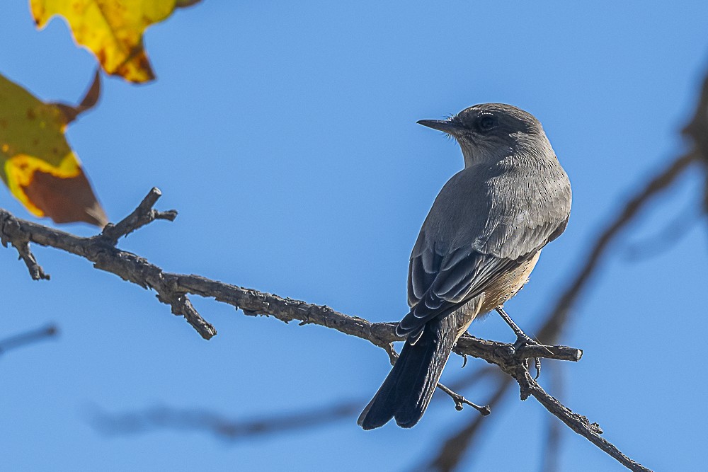 Vermilion Flycatcher - ML643779738