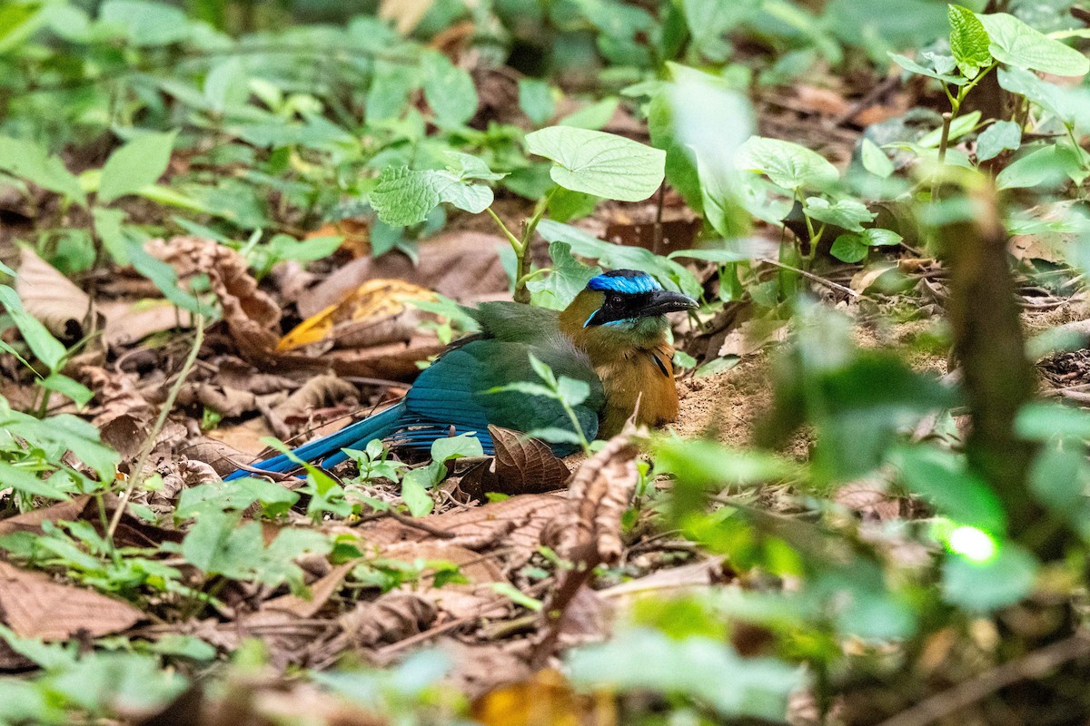 Lesson's Motmot - ML643779739