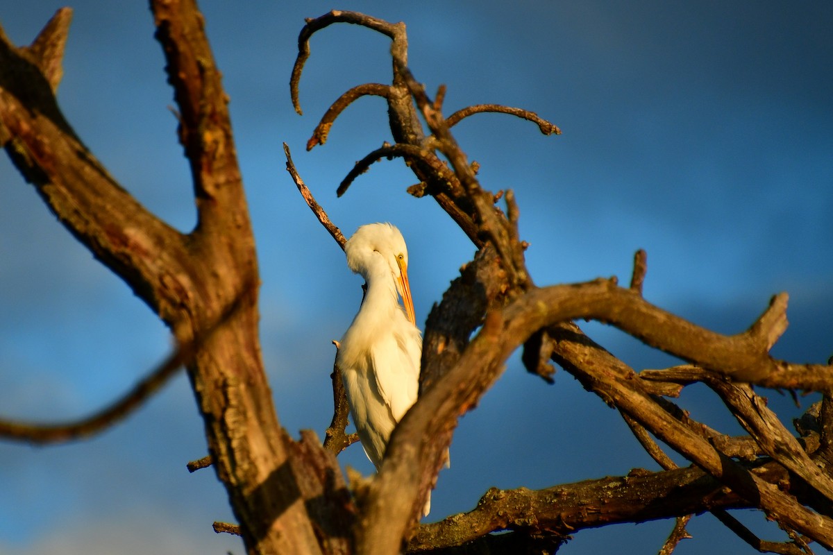 Great Egret - ML643779740