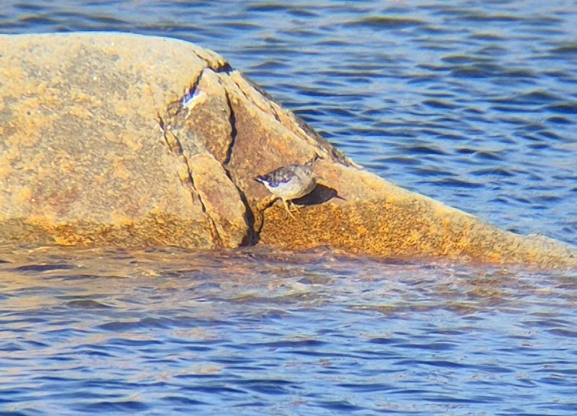 Purple Sandpiper - ML643779741