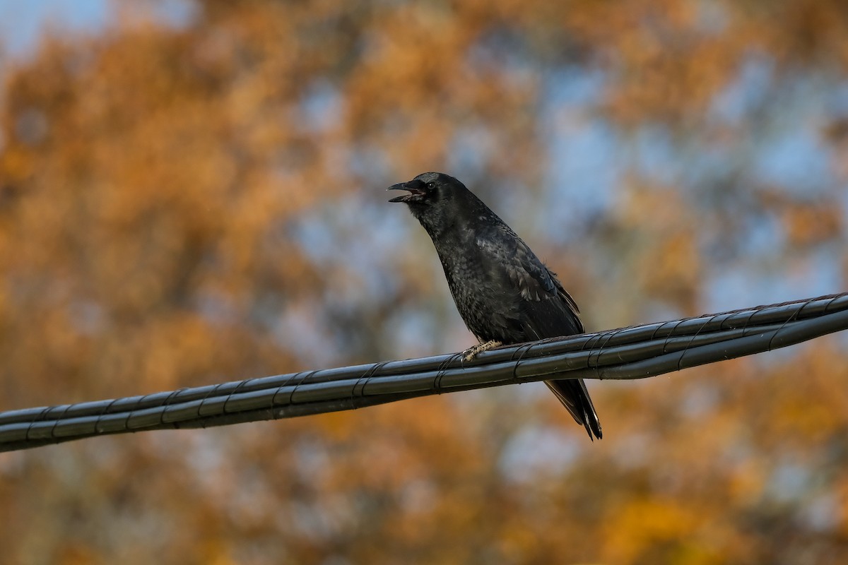 American Crow - ML643779742