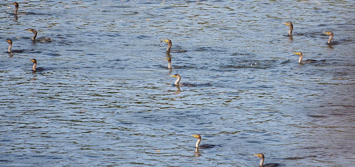 Double-crested Cormorant - ML643779744