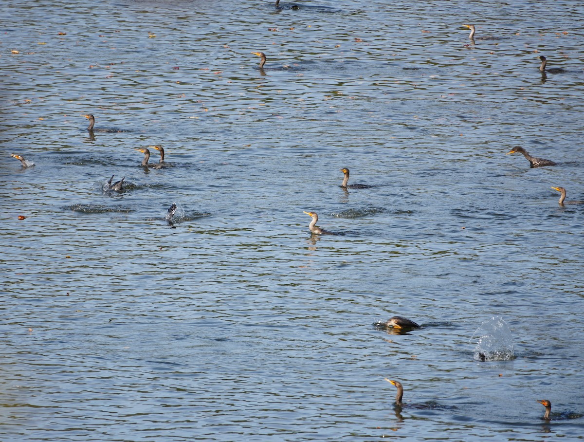 Double-crested Cormorant - ML643779745