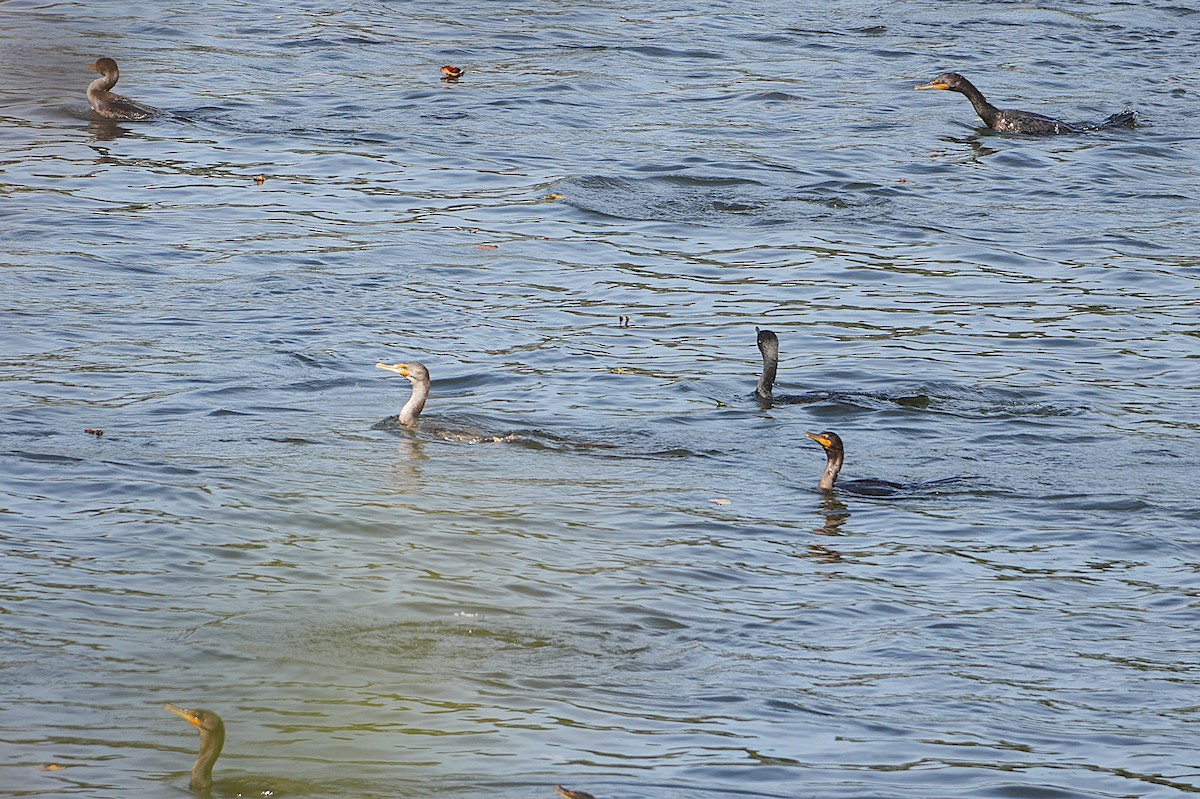 Double-crested Cormorant - ML643779746
