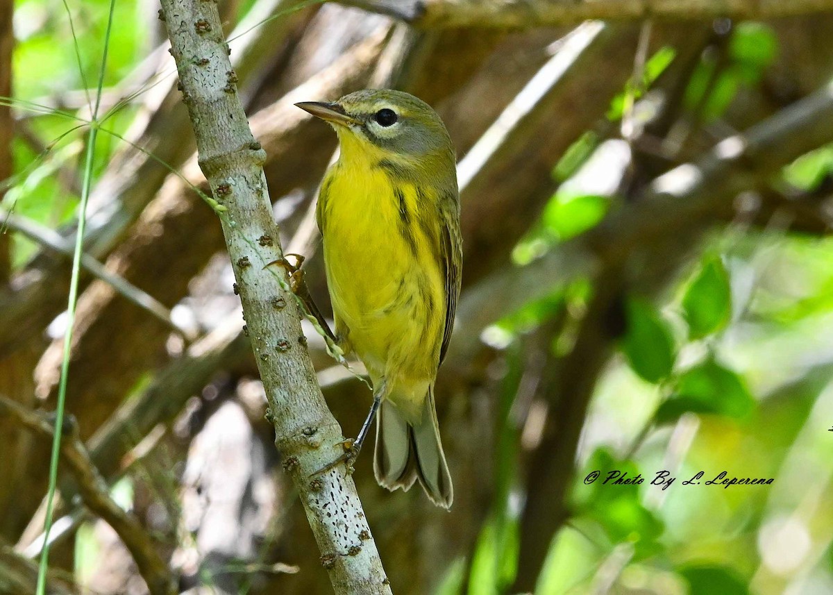 Prairie Warbler - ML643779749