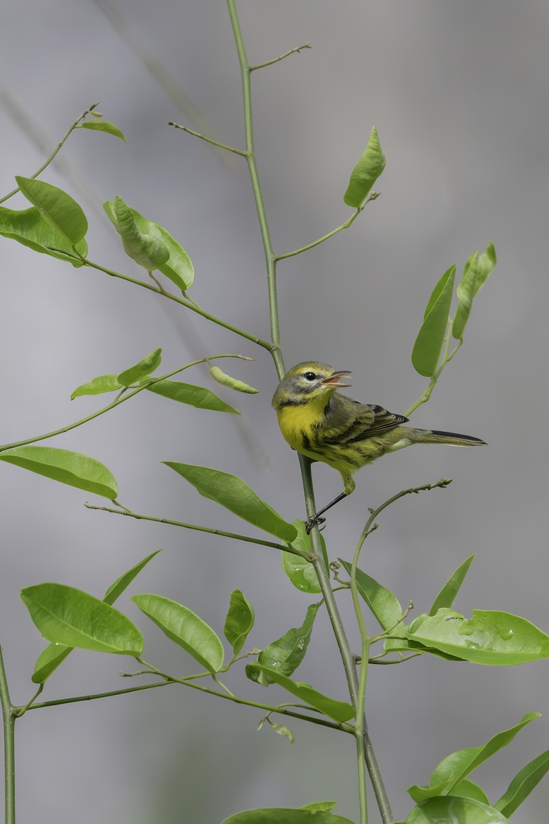 Prairie Warbler - ML643779750