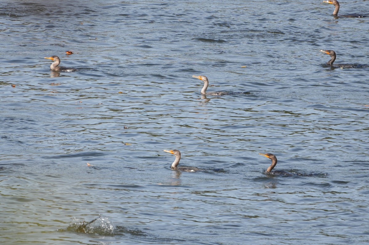 Double-crested Cormorant - ML643779751