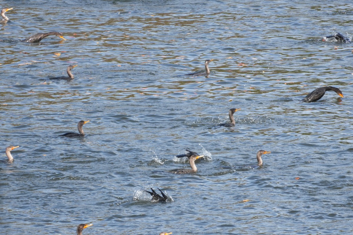 Double-crested Cormorant - ML643779752