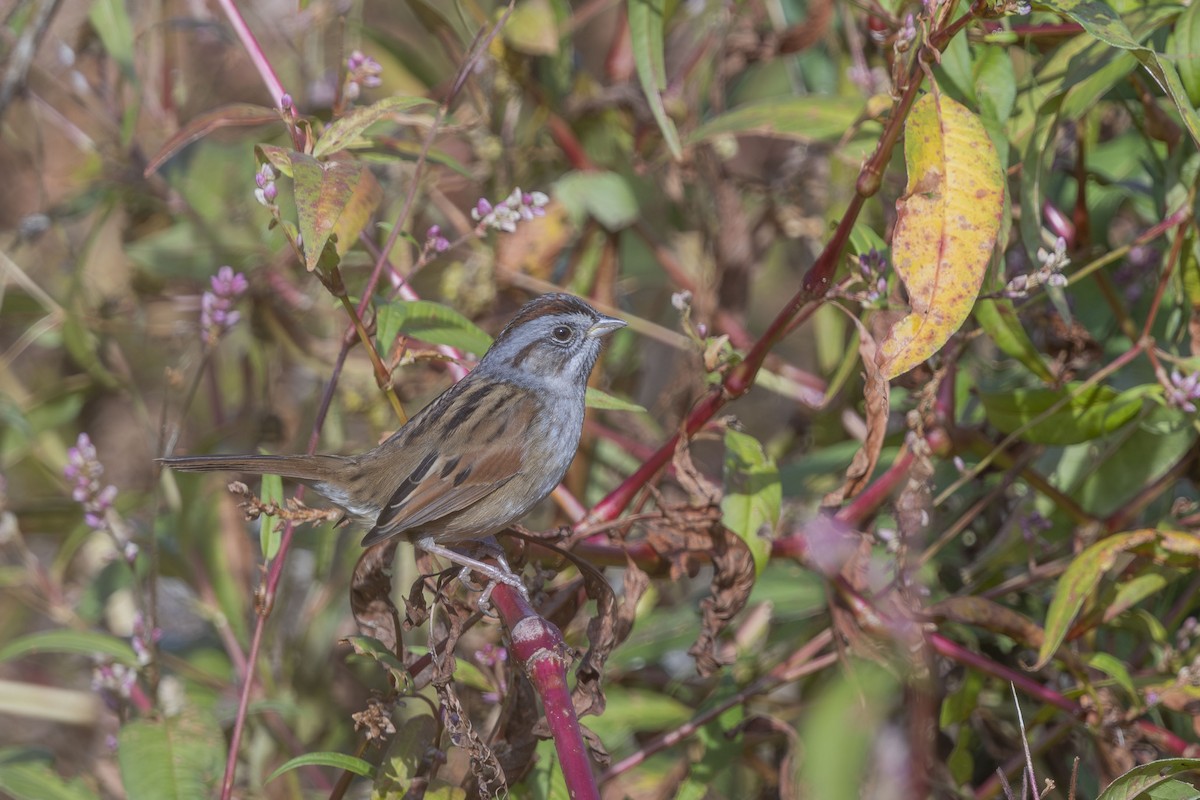 Swamp Sparrow - ML643779754