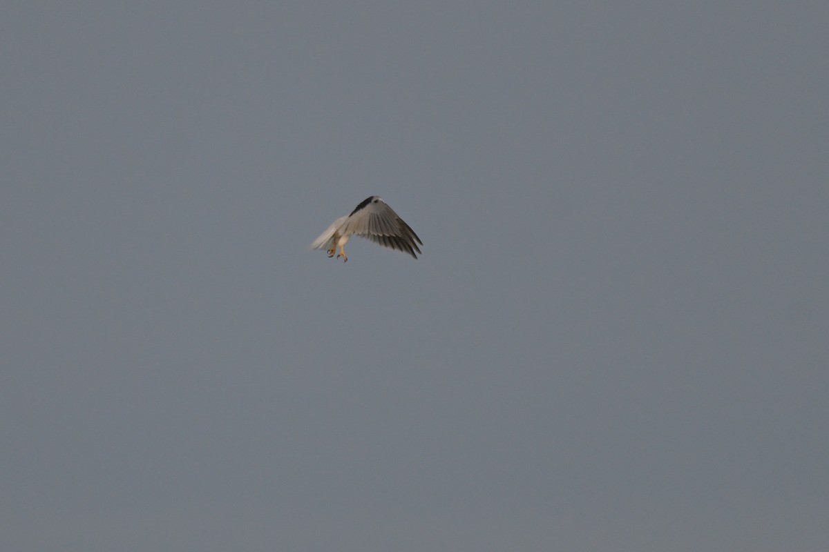 Black-shouldered Kite - ML643779755