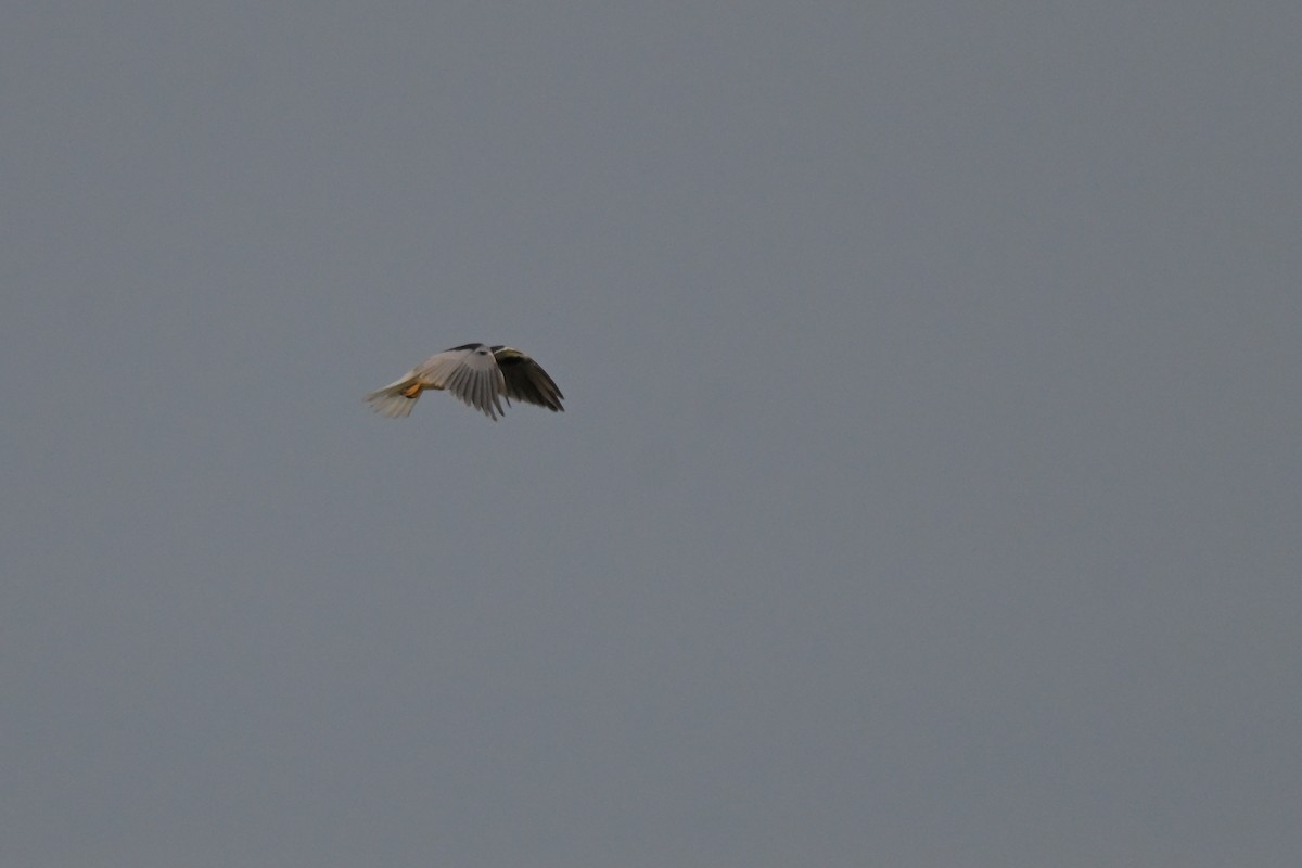 Black-shouldered Kite - ML643779756