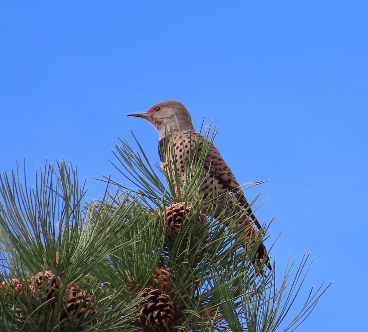 Northern Flicker (Red-shafted) - ML643779757