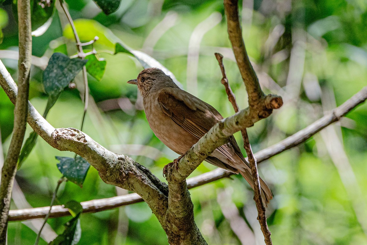 Pale-breasted Thrush - ML643779758