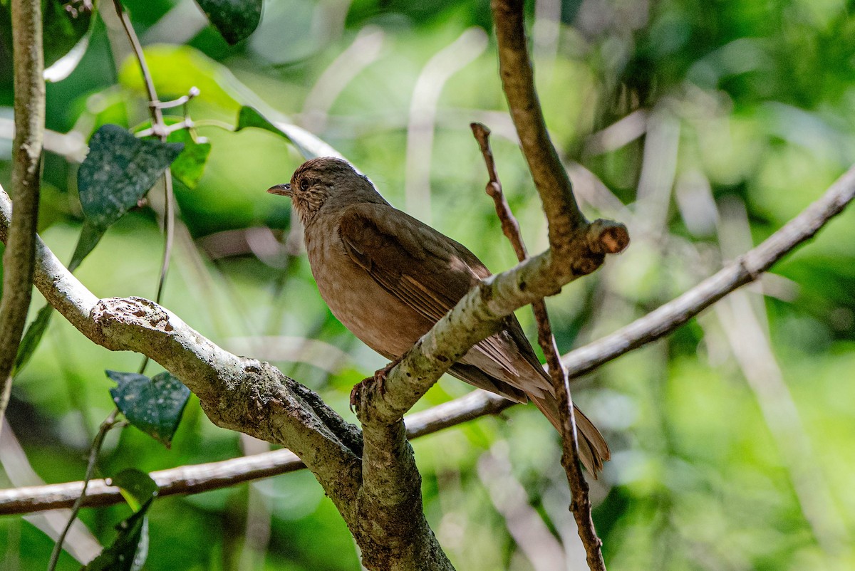 Pale-breasted Thrush - ML643779759