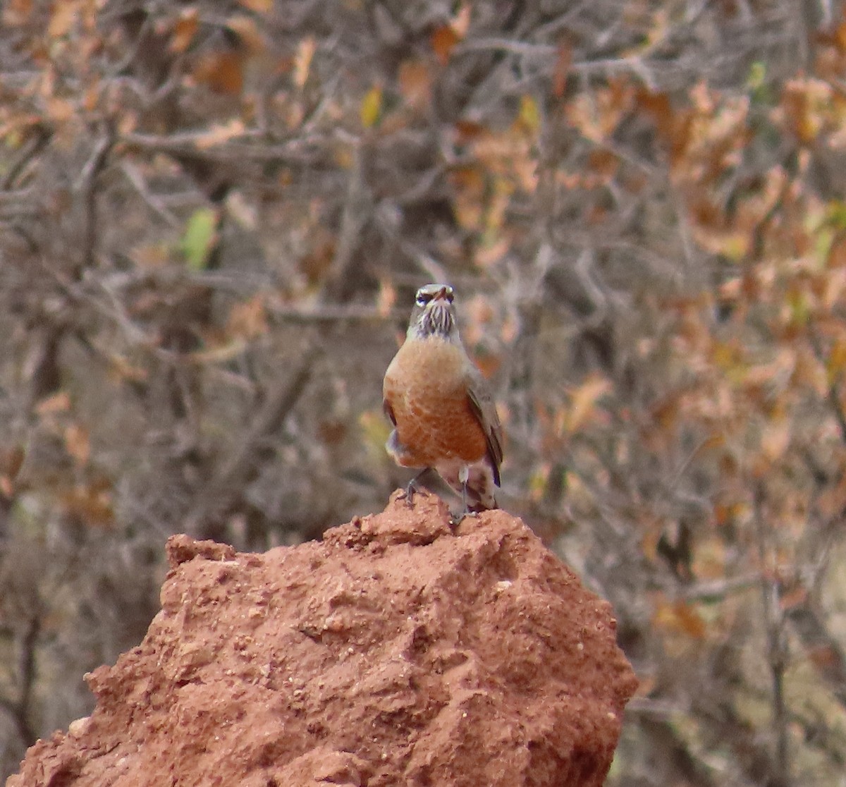 American Robin - ML643779760