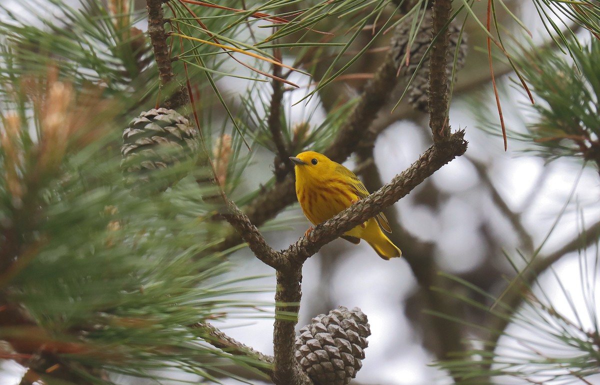 Yellow Warbler (Northern) - ML643779765
