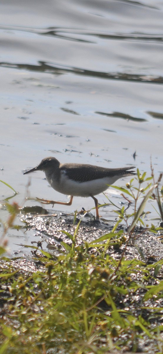 Spotted Sandpiper - ML643779769