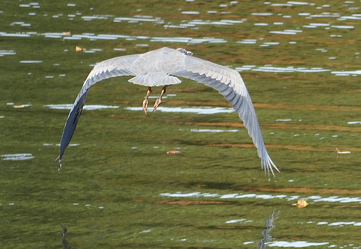 Great Blue Heron - ML643779771