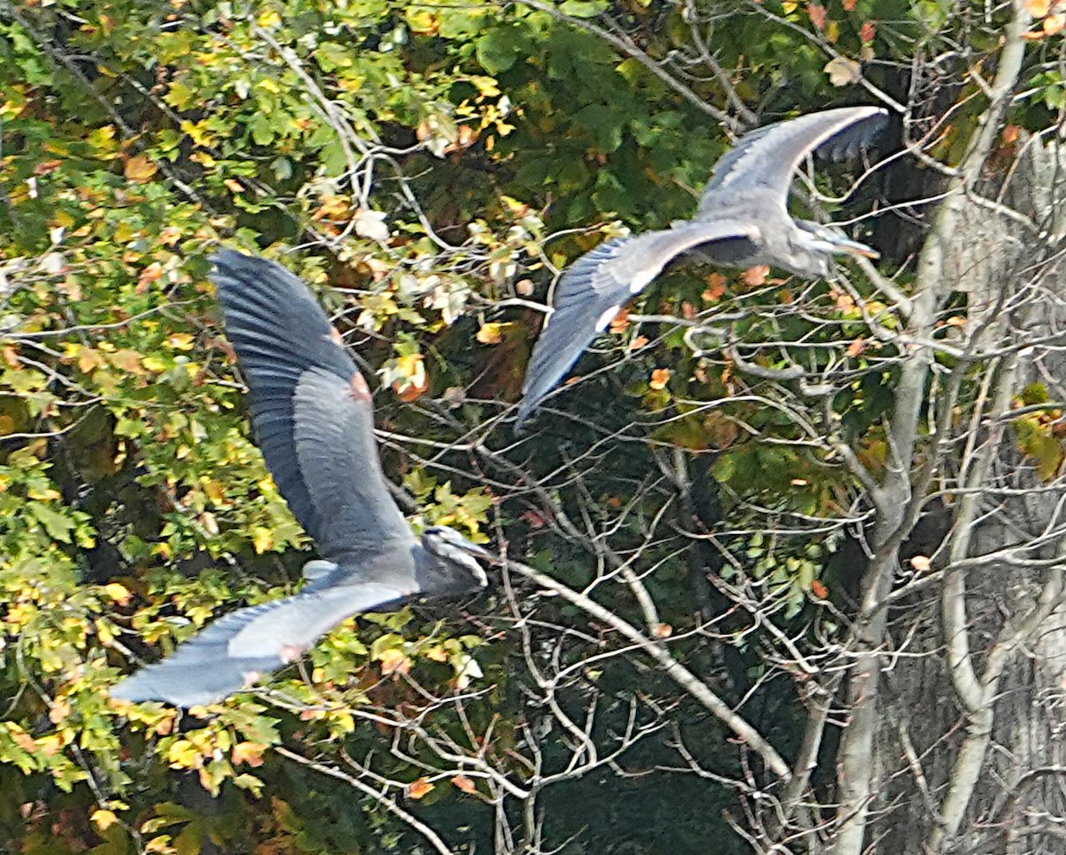 Great Blue Heron - ML643779772