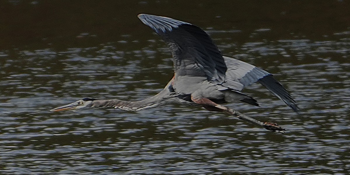Great Blue Heron - ML643779773