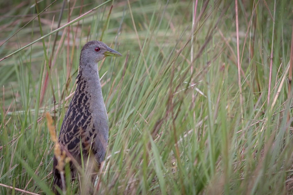 Ash-throated Crake - ML643779774