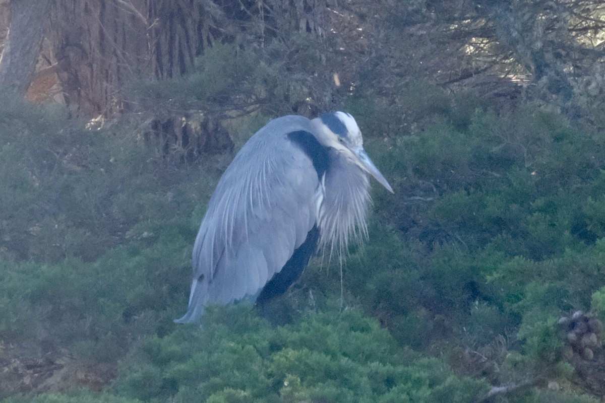 Great Blue Heron - ML643779779