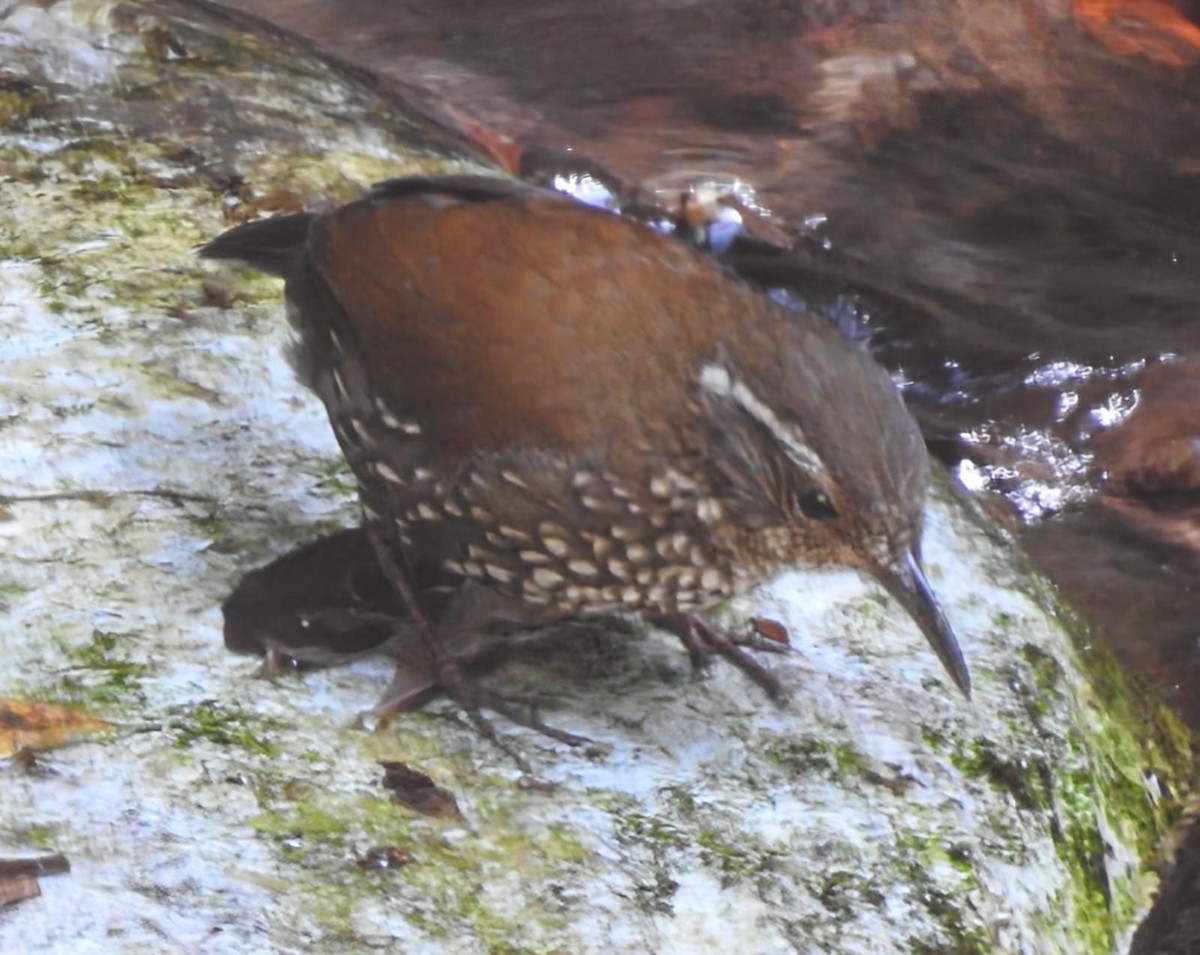 Sharp-tailed Streamcreeper - ML643779793