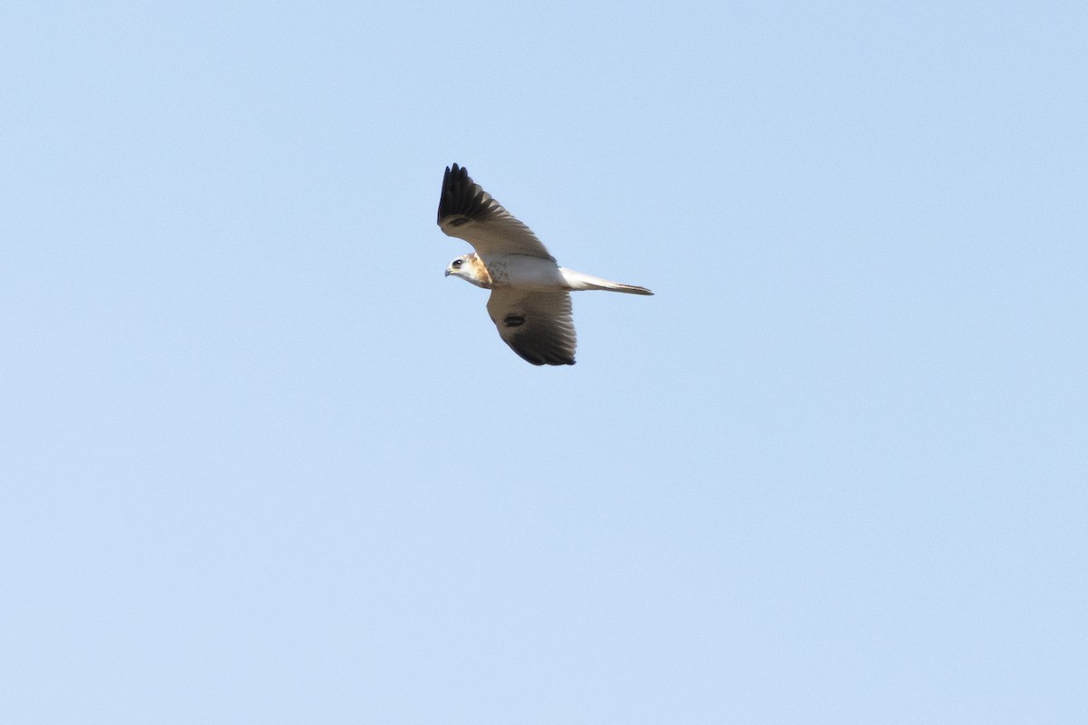 White-tailed Kite - ML643779796