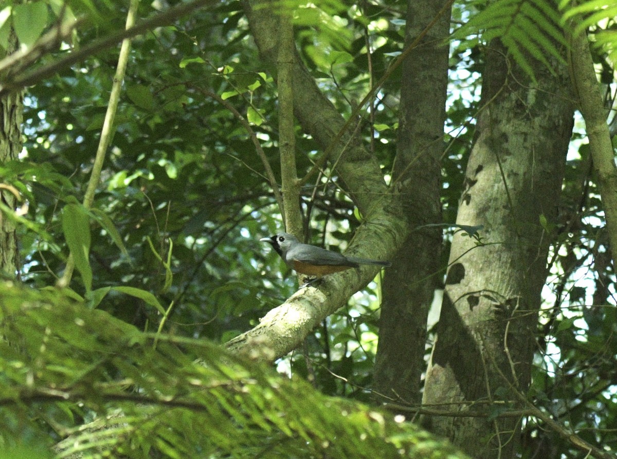 Black-faced Monarch - ML643779797