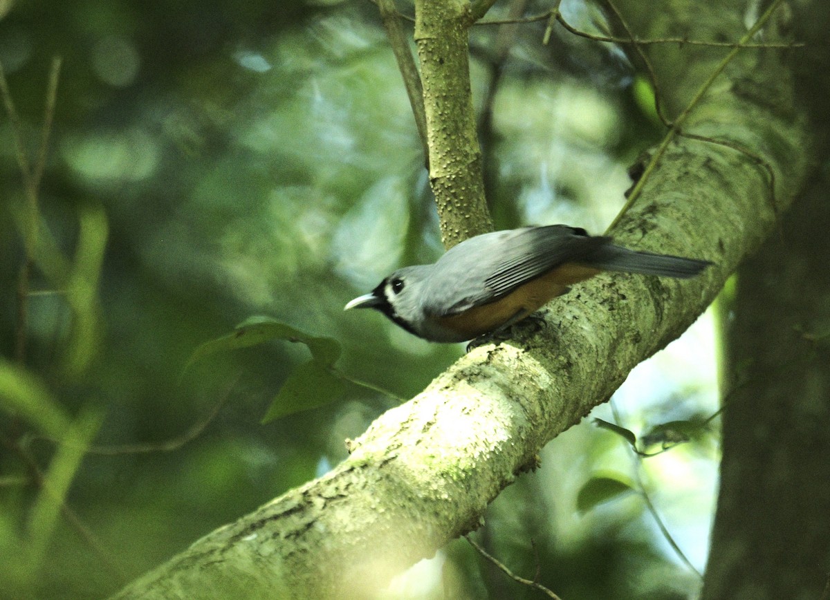 Black-faced Monarch - ML643779798