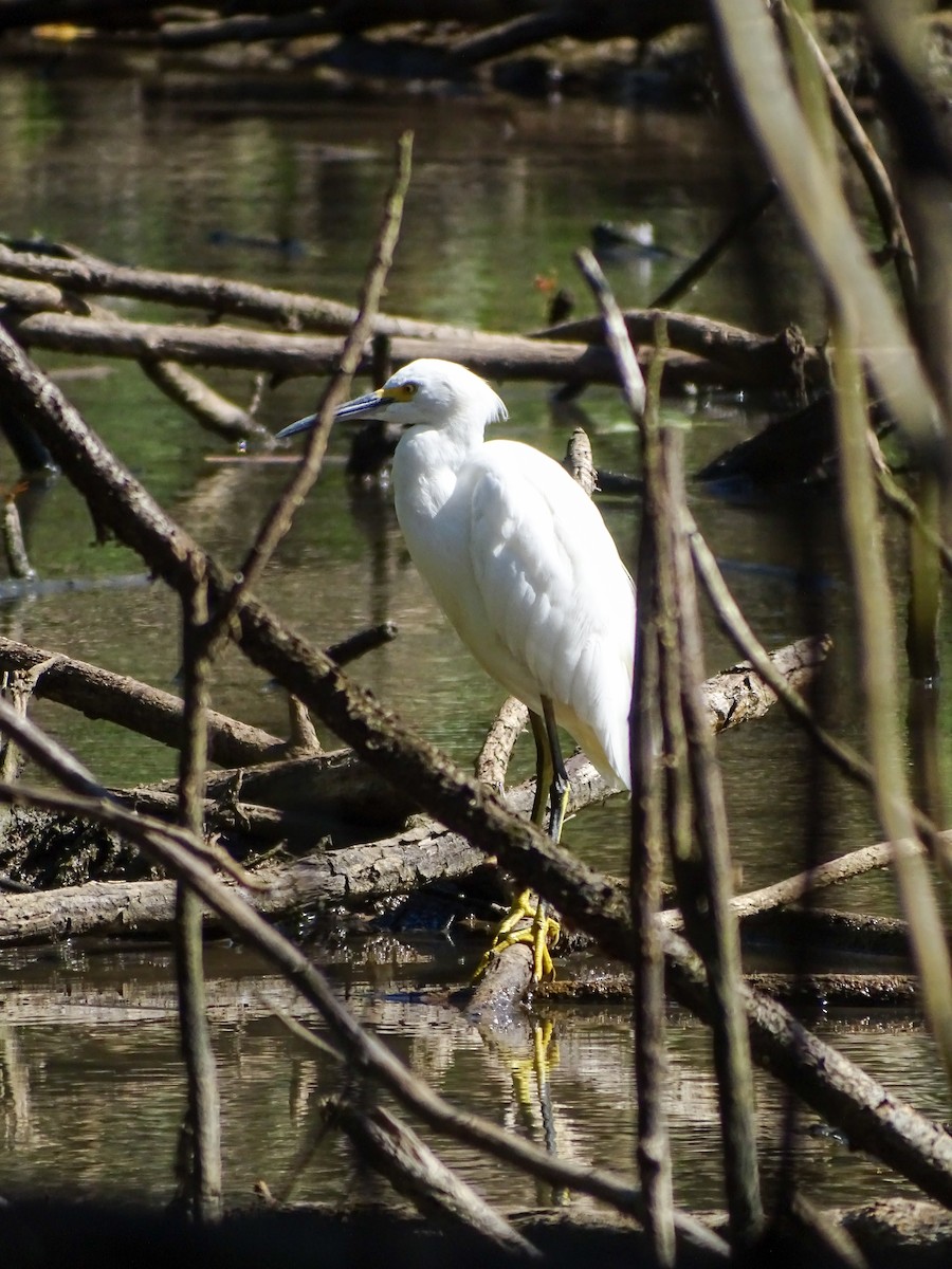 Snowy Egret - ML643779801