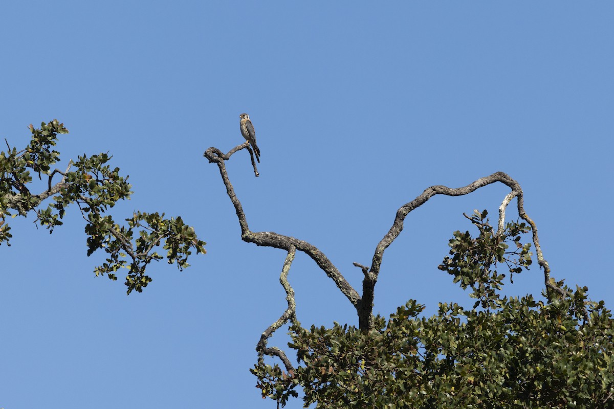 American Kestrel - ML643779810