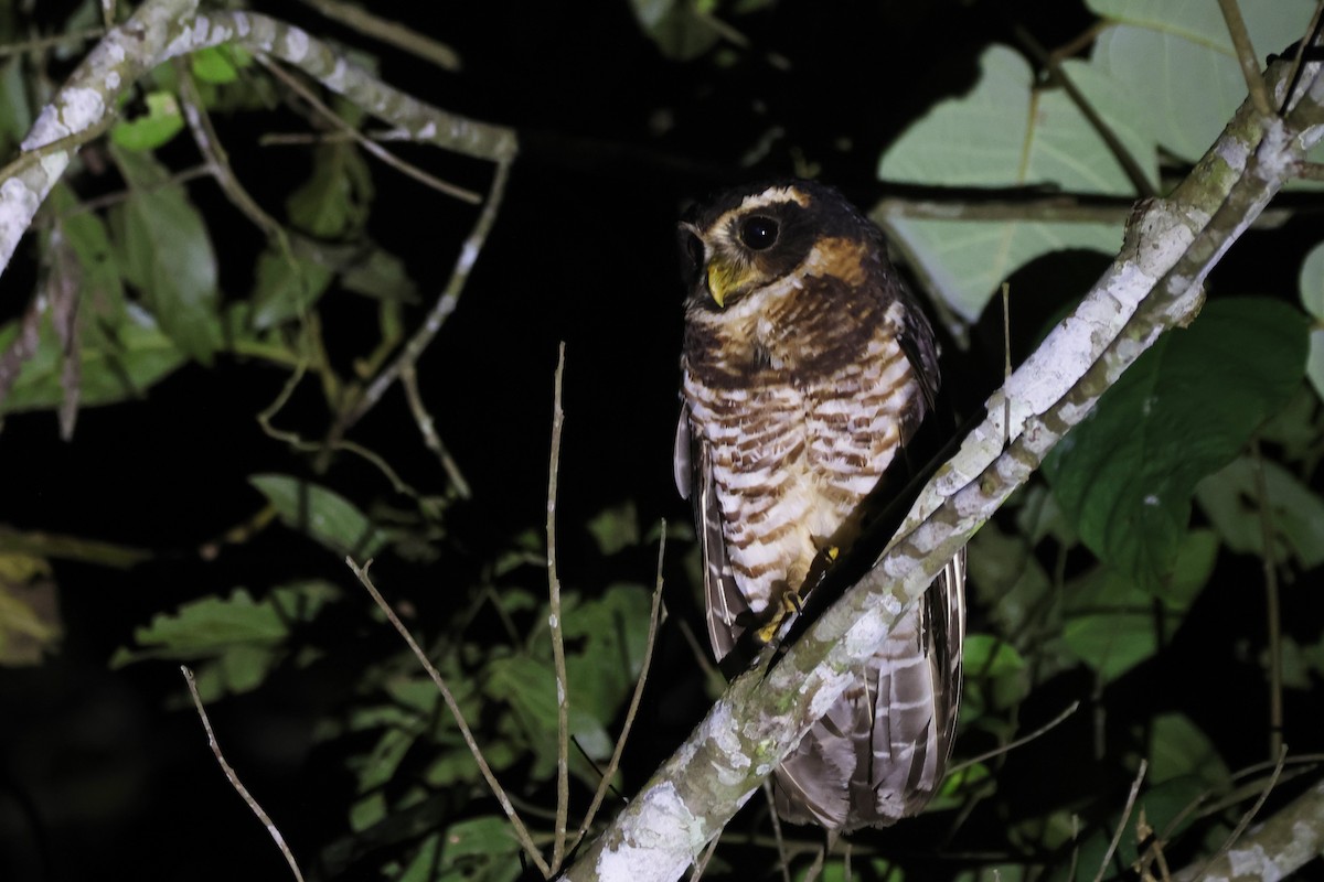 Band-bellied Owl - ML643779811