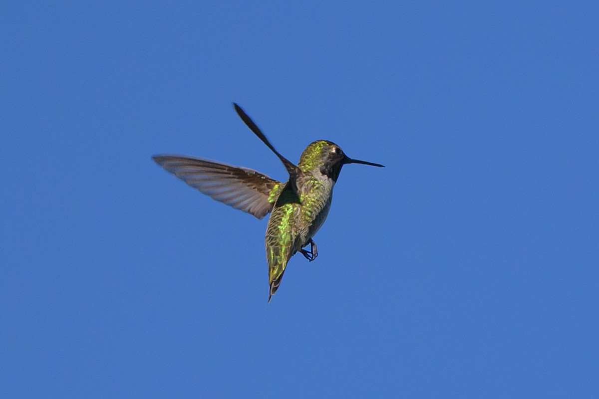 Anna's Hummingbird - ML643779812