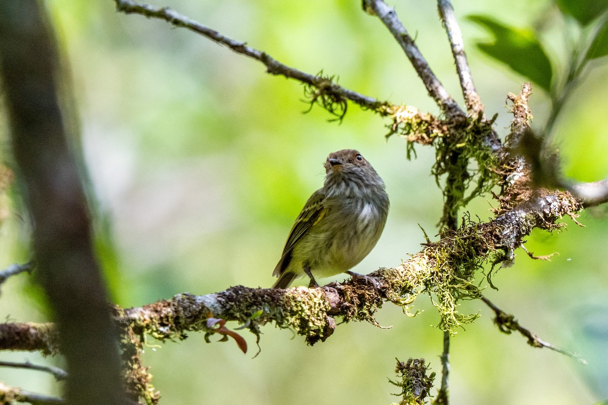 Scale-crested Pygmy-Tyrant - ML643779824