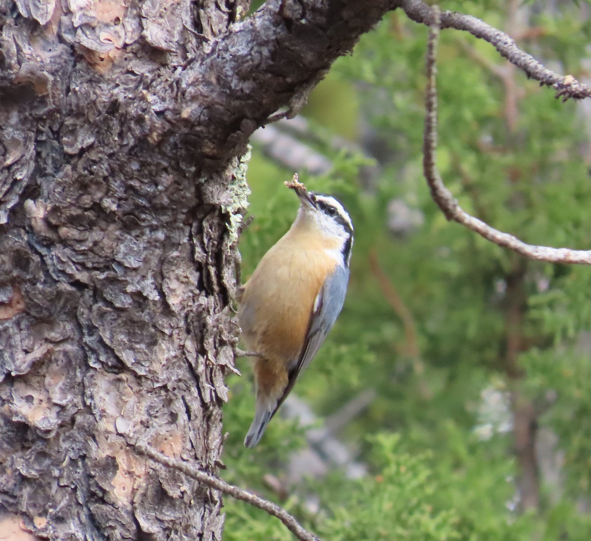 Garrapo kanadarra - ML643779837