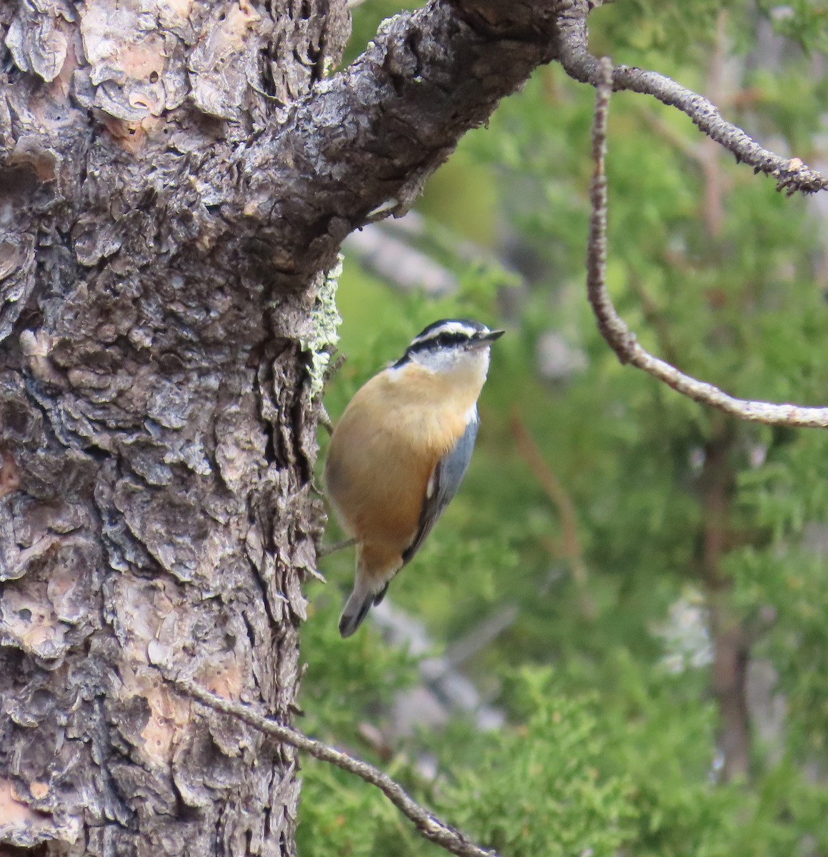 Garrapo kanadarra - ML643779838