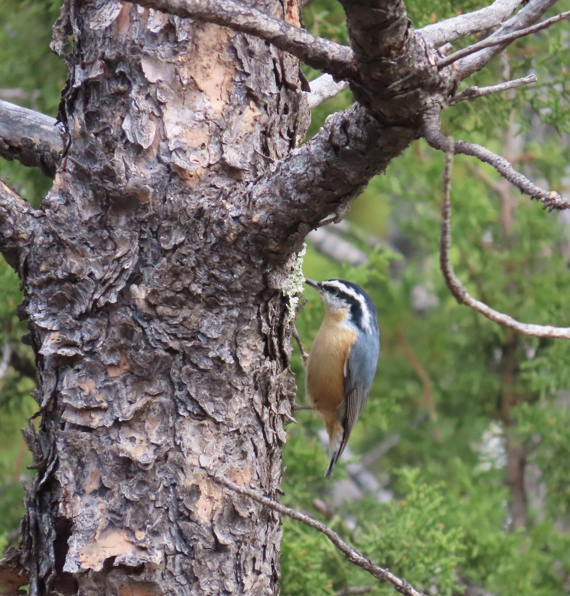 Garrapo kanadarra - ML643779839