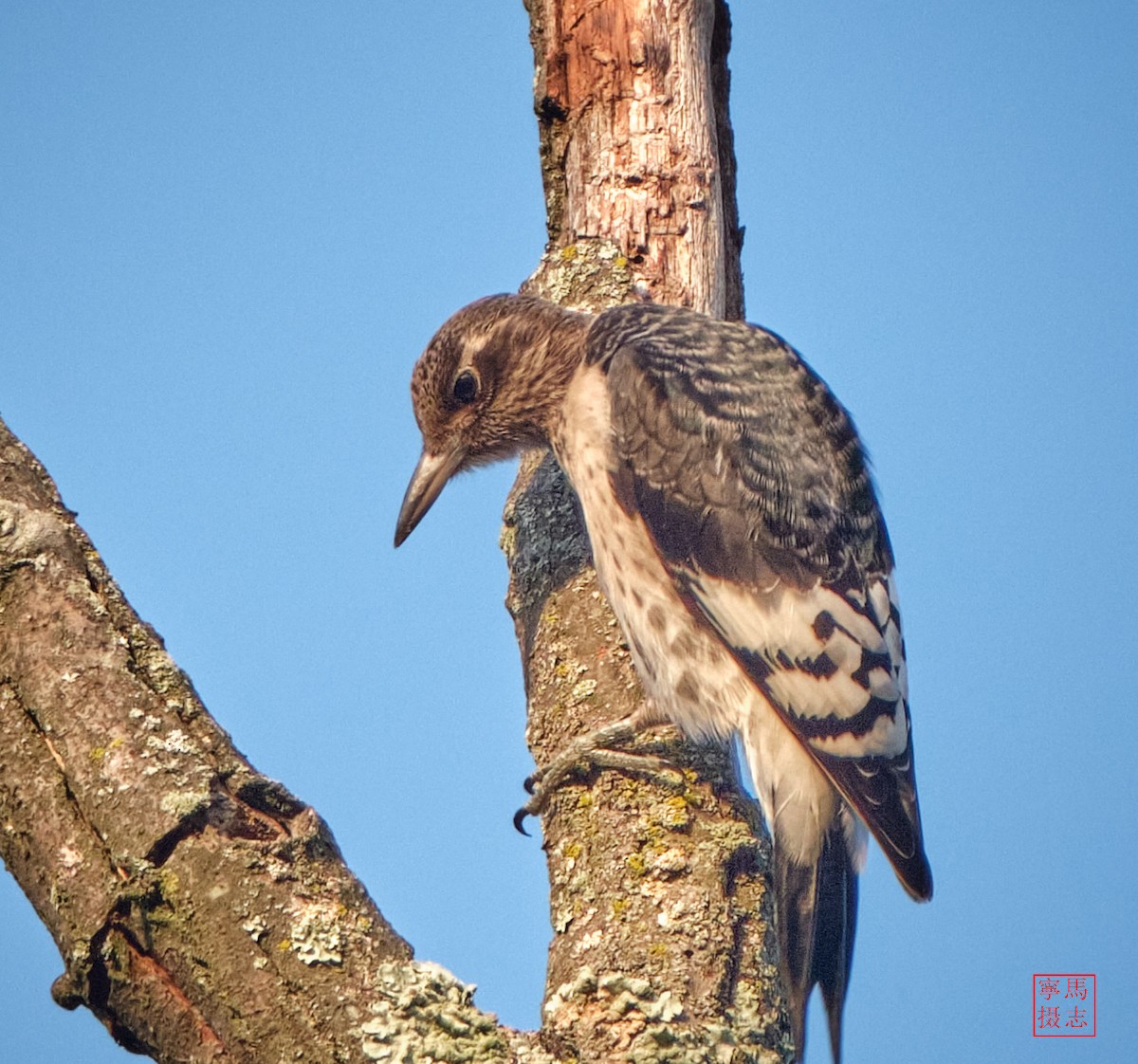Red-headed Woodpecker - ML643779846