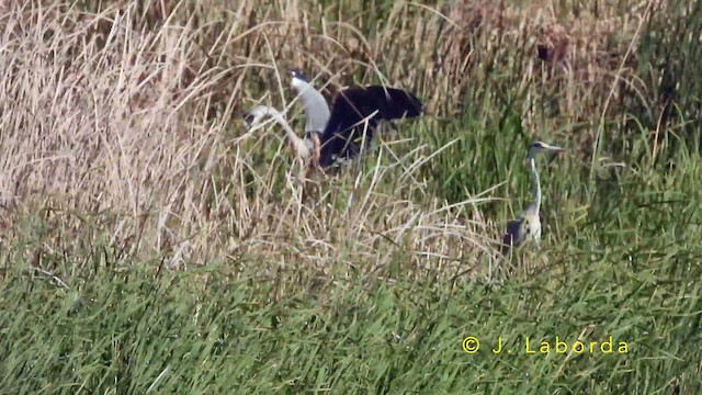 Хөх дэглий - ML643779852